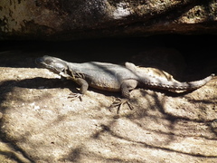 Pseudocordylus melanotus