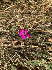 Dianthus deltoides