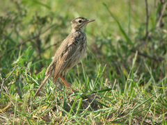 Anthus melindae