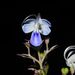 Clerodendrum serratum - Photo no hay derechos reservados