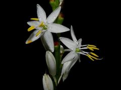 Chlorophytum breviscapum