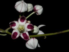 Cynanchum annularium
