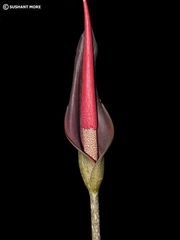 Amorphophallus commutatus