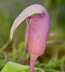 Arisaema murrayi sonubeniae