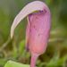 Sonuben Cobra Lily - Photo (c) S.MORE, some rights reserved (CC BY-NC)