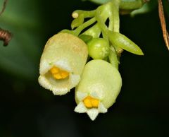 Solena amplexicaulis