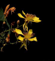 Erinocarpus nimmonii
