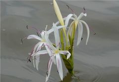 Crinum viviparum
