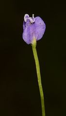 Burmannia pusilla