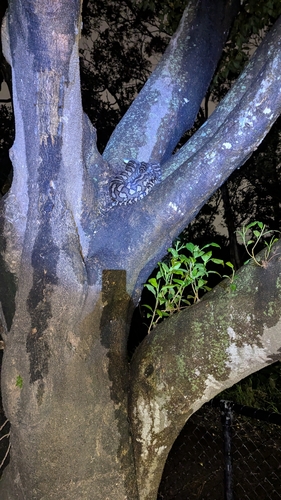 Coastal Carpet Python sighting