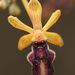 Long-ray Bee Orchid - Photo no rights reserved