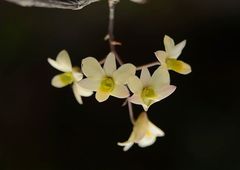 Dendrobium ovatum
