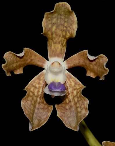 Vanda tessellata (Roxb.) Hook. ex G.Don