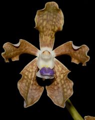 Vanda tessellata