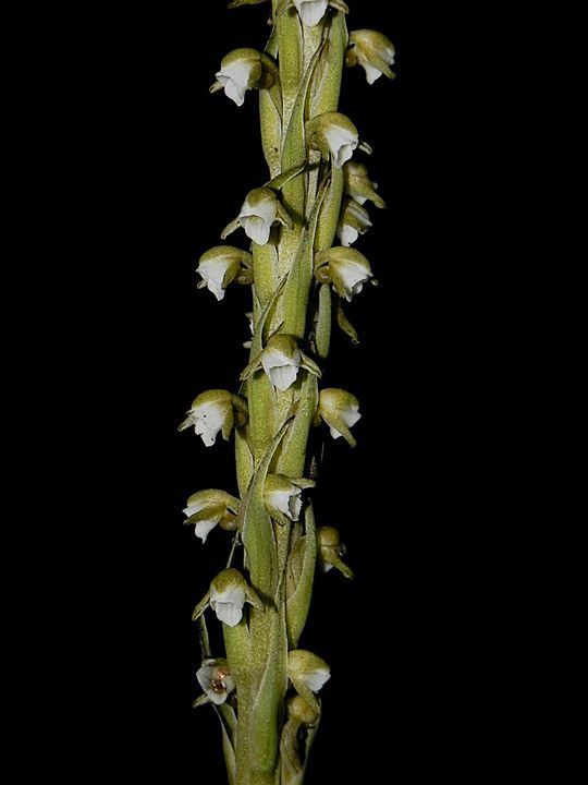Peristylus plantagineus