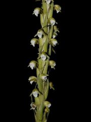 Peristylus plantagineus