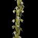 Peristylus plantagineus - Photo (c) S.MORE, algunos derechos reservados (CC BY-NC)
