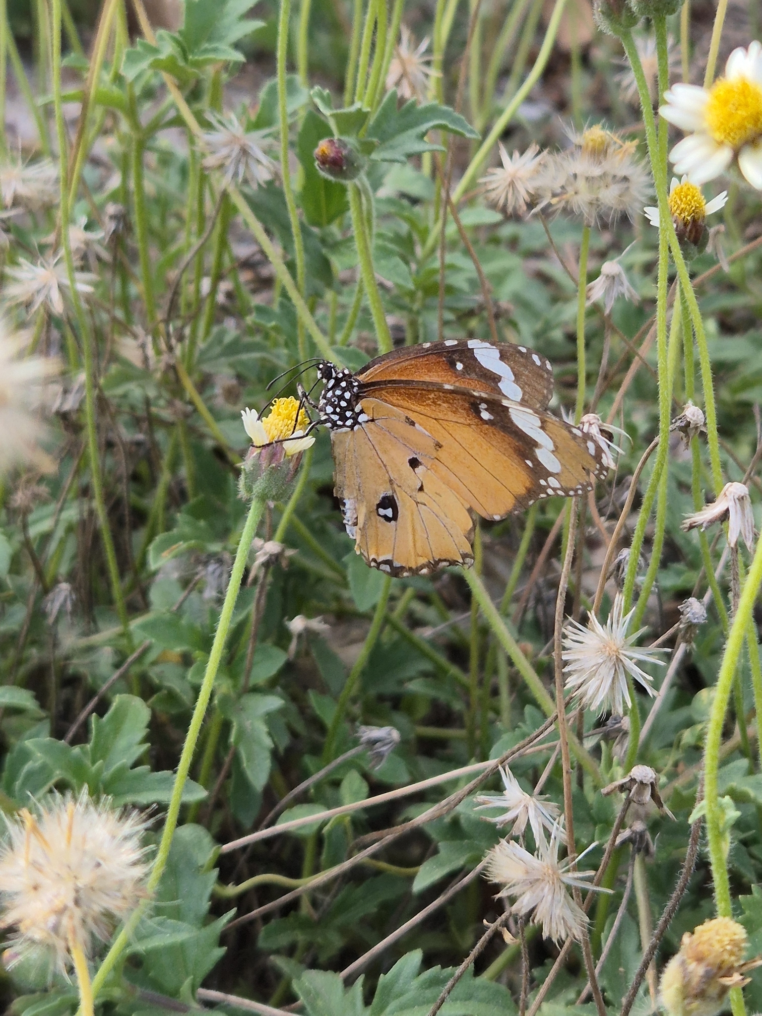 Plain Tiger