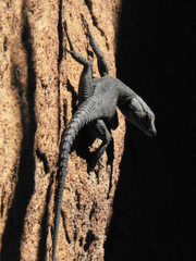 Hemicordylus capensis