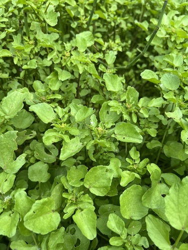 Наблюдение на iNaturalist