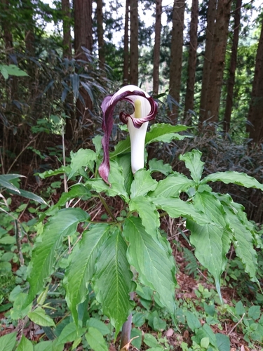 Arisaema takedae iNat (2)