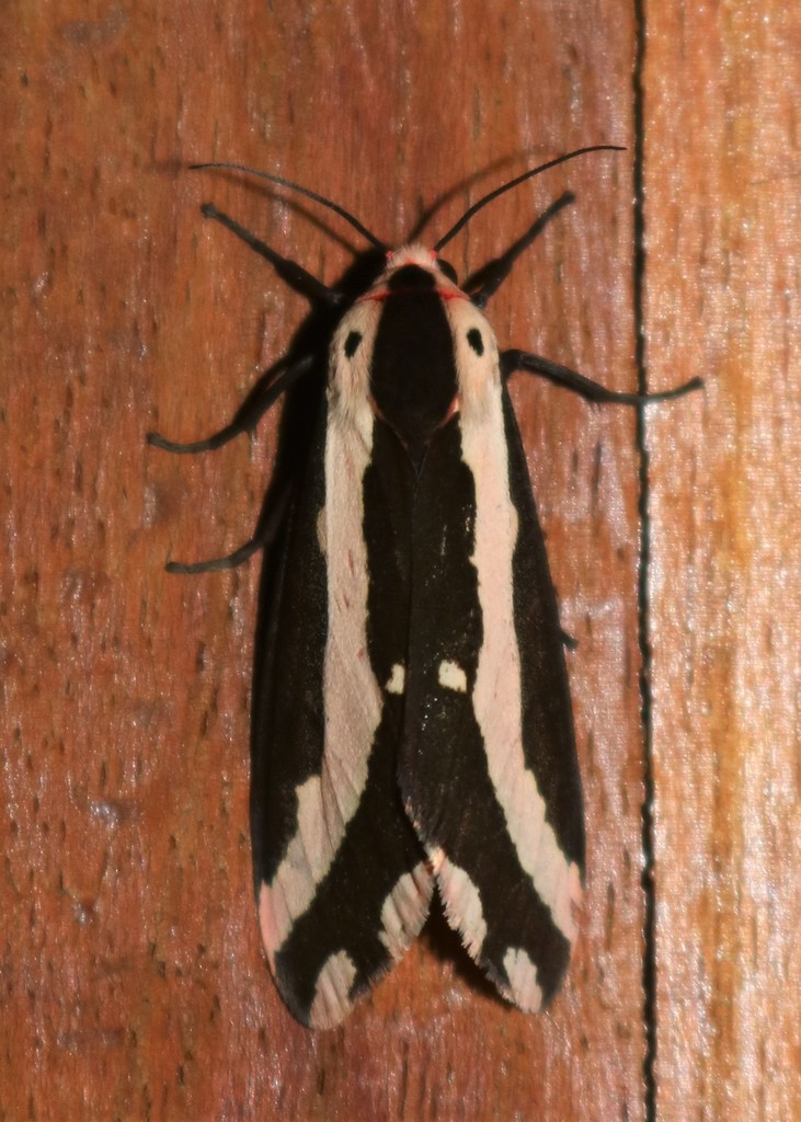 Nannoarctia