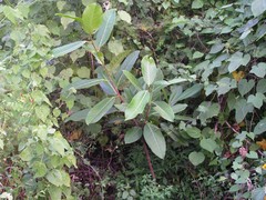 Ficus crocata