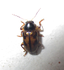 Microeurydemus africanus