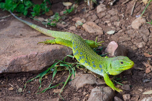 Avistamiento Lagarto ocelado (fardacho)
