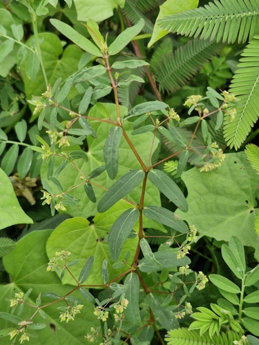 hyssop spurge