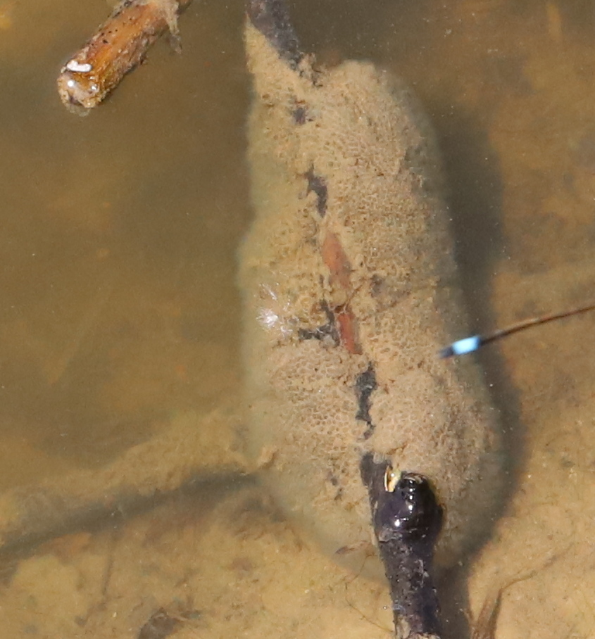 Plumatella fungosa (Pallas, 1768)
