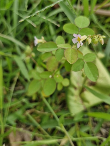 Lavender Sorrel