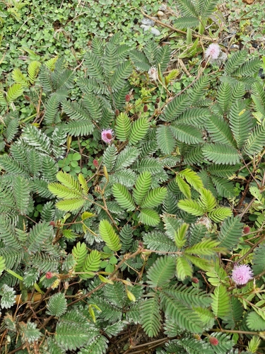 Sensitive Plant