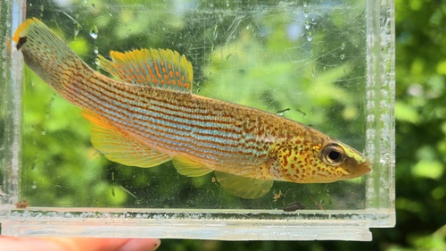 Fundulus catenatus (Storer, 1846)