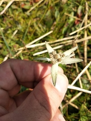 Leontopodium