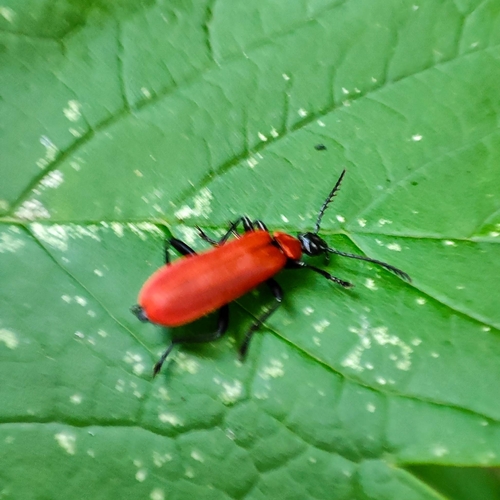 Black-headed Cardinal Beetle, 9745 DT Groningen, Netherlands, photo 10 of 10