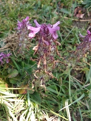 Pedicularis kansuensis
