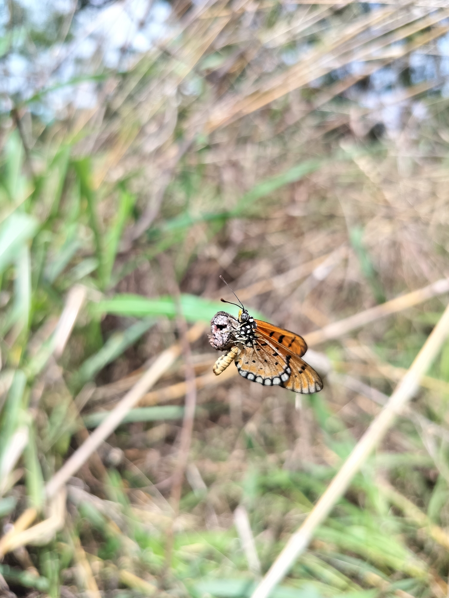 Tawny Coster