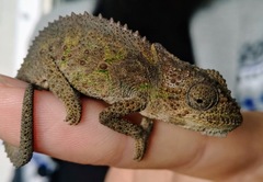 Bradypodion ventrale