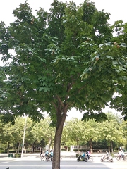 Aesculus chinensis