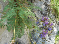 Oxytropis montana