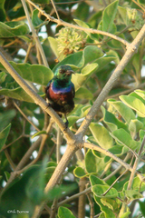 Cinnyris bifasciatus microrhynchus