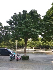 Aesculus chinensis