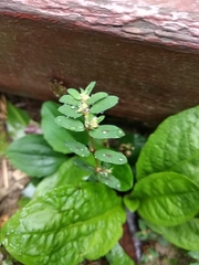 Magnoliopsida