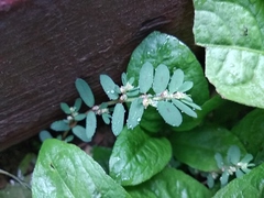 Magnoliopsida