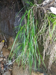 Poa anceps