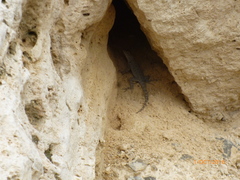 Sceloporus merriami