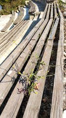 Sisymbrium officinale