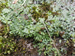 Marchantia macropora
