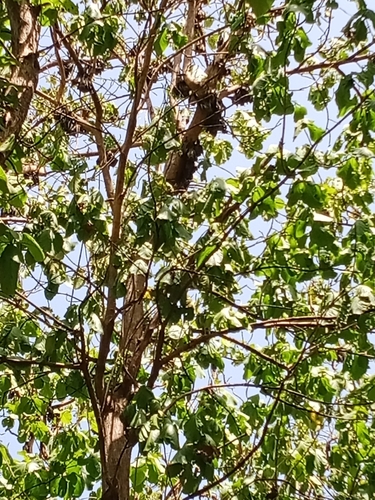 Straw-coloured Fruit Bat